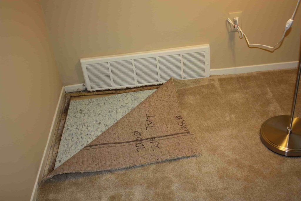 Remove Mildew from Your Walls and Carpet-min