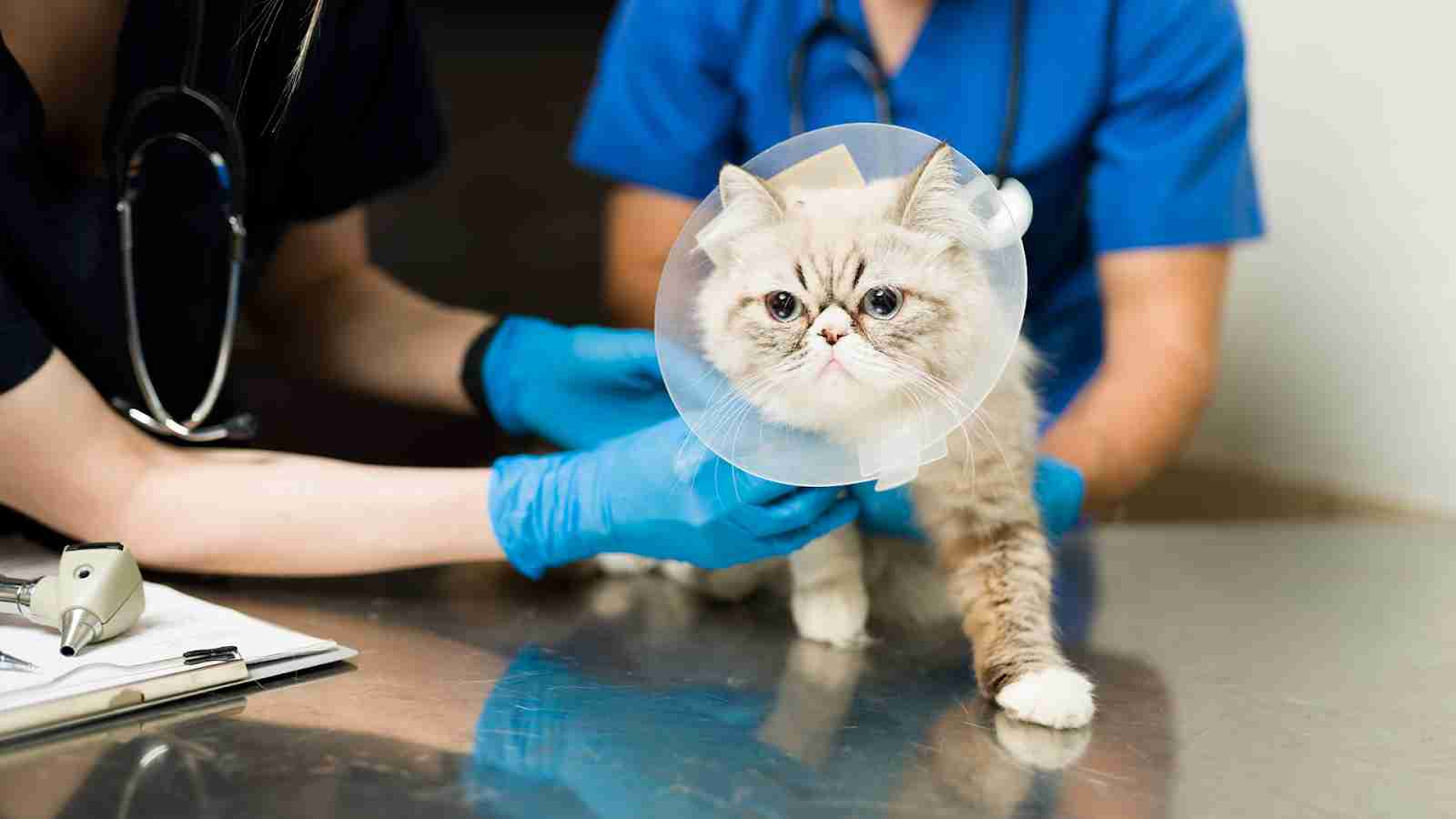 When To Seek Help From A Veterinary Neurologist For Your Pet